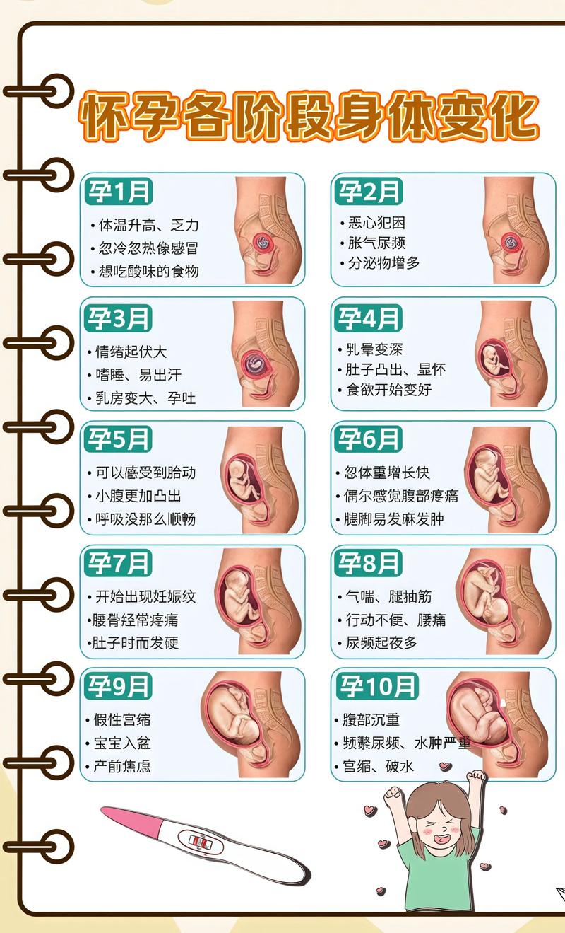 揭秘供卵代孕妈妈怀孕小腹分两节,孕期变化的奥秘嘉兴代生机构: